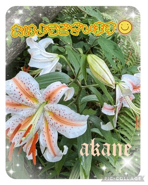 あかね