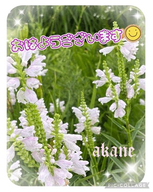 あかね