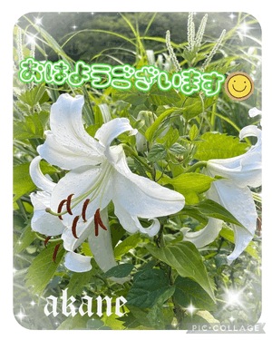 あかね