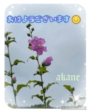 あかね