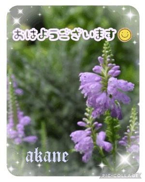 あかね
