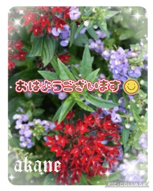 あかね