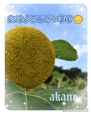 あかね