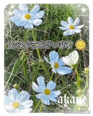 あかね