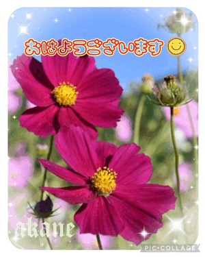 あかね