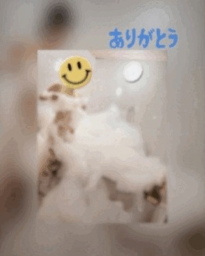 翔