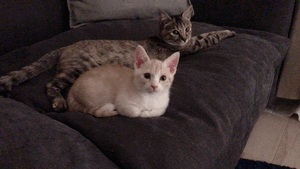 セナ