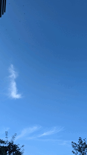 あんず