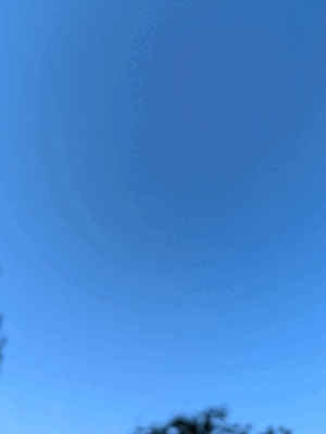 あんず