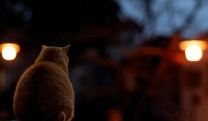 はづき