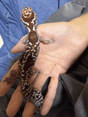 ひより