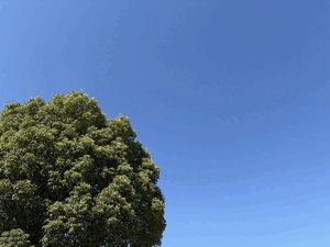 ひより