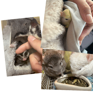 ひより