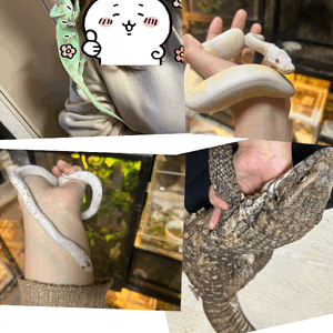 ひより