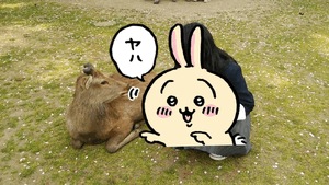 ひより